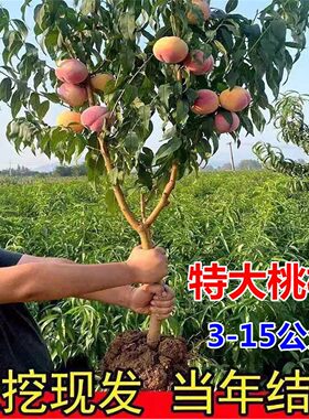 桃树嫁接带土球果苗南北方可种