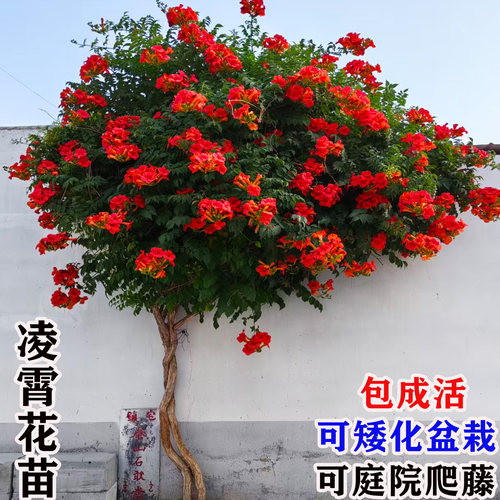 耐寒凌霄花苗大苗爬藤植物