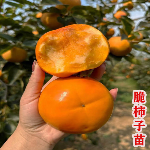 特大甜脆柿子苗水果柿子苗冰糖心甜柿子树苗脆甜柿子苗树庭院果树