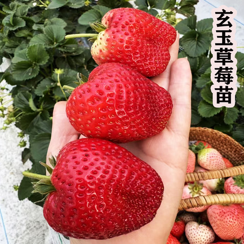 玄玉奶油草莓苗秧新苗原土原盆