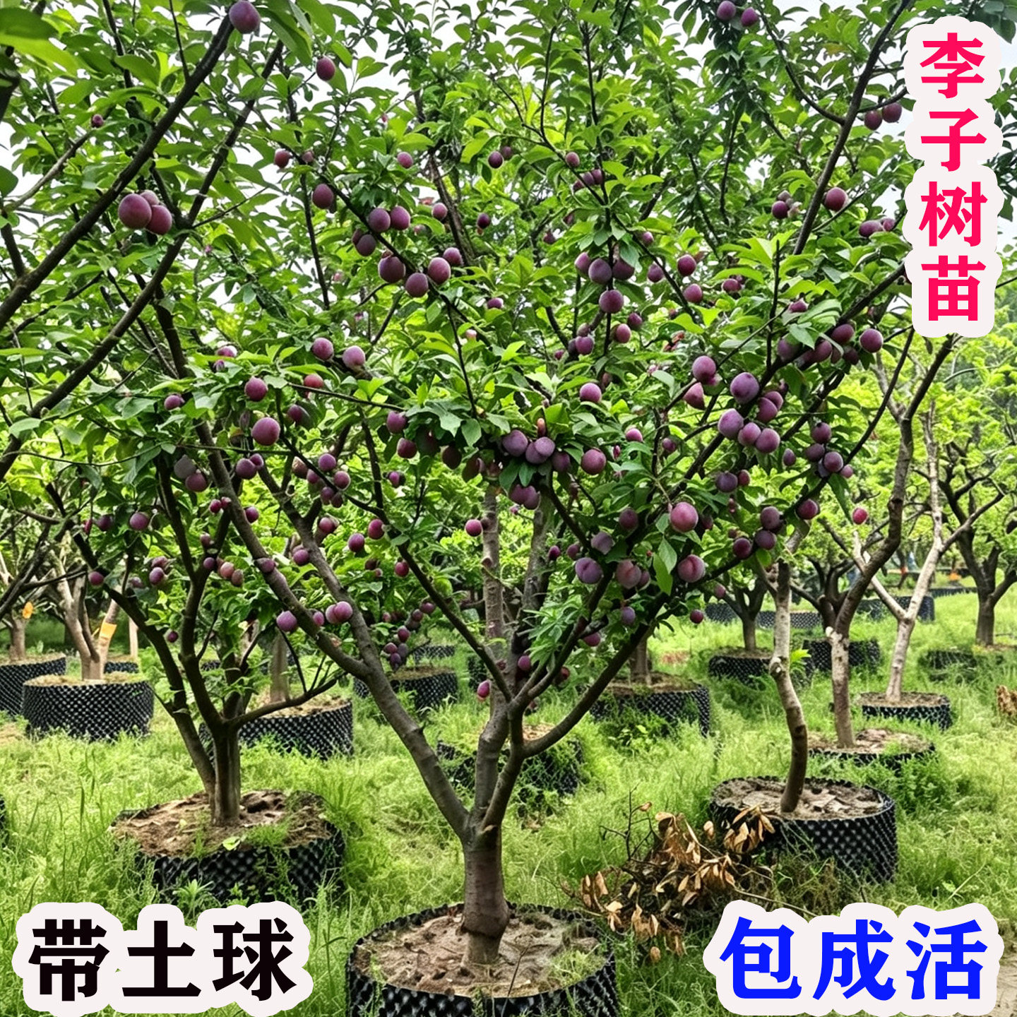特大李子树苗带土大红袍黑李脱骨西梅李蜂糖李南北方种植庭院果树