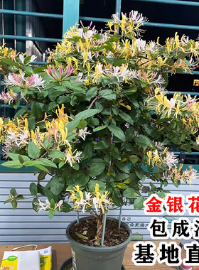 可以食用金银花树苗盆栽地栽爬藤植物南北方种植北花一号金银花苗