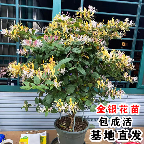 可以食用金银花树苗盆栽地栽爬藤植物南北方种植北花一号金银花苗