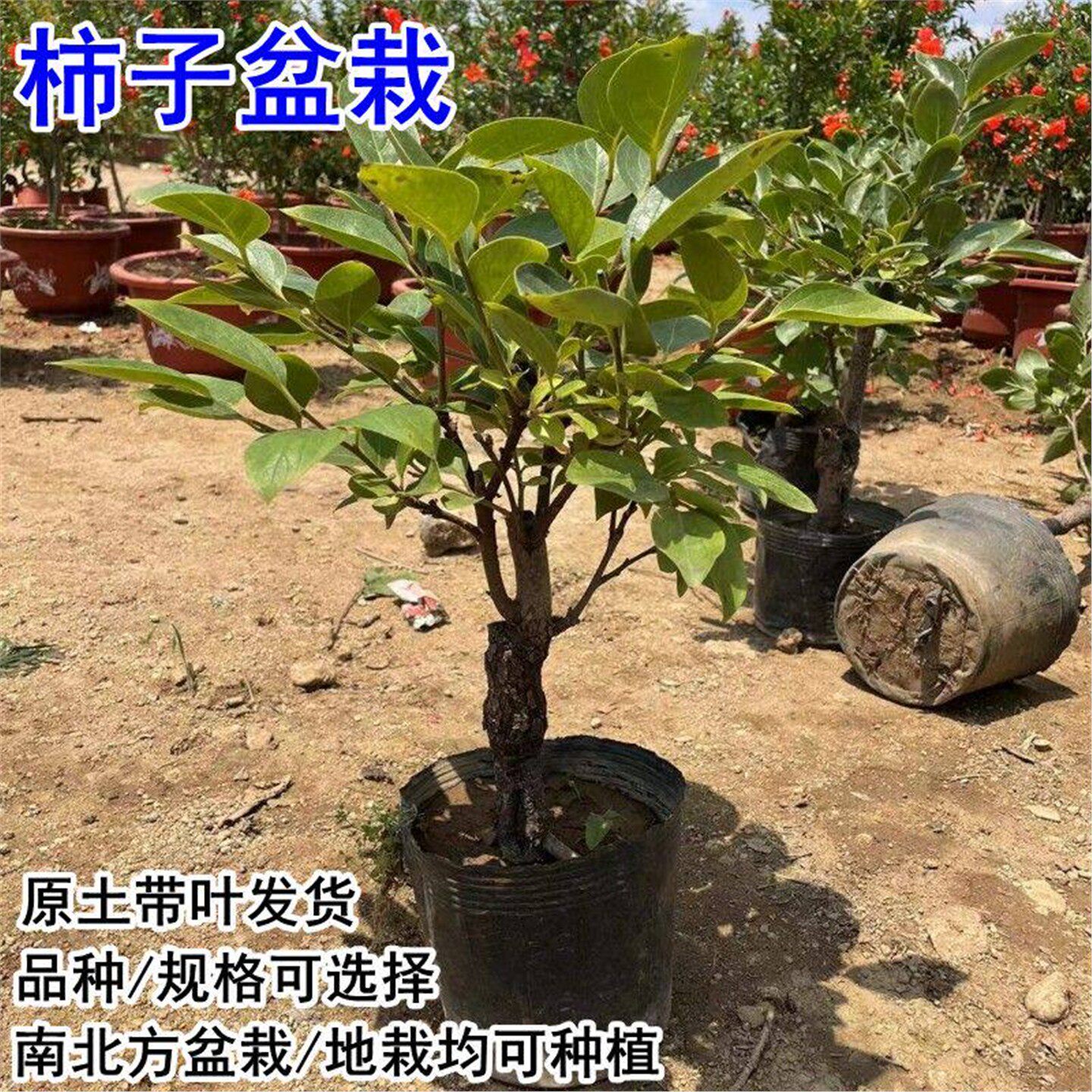 矮化柿子树苗嫁接果树苗盆栽南北方种植地栽火晶柿脆甜柿当年结果