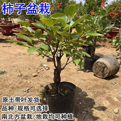 矮化嫁接脆甜柿苗当年结果