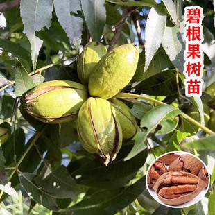 碧根果树果苗嫁接美国山核桃碧根果树苗南方北方种植庭院地栽树苗