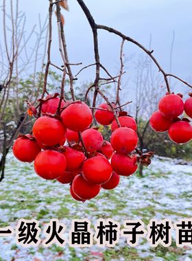 火晶柿子树果苗正宗阳丰脆甜柿子苗庭院果树南北方种植耐寒柿树苗