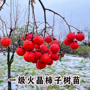 火晶柿子树果苗正宗阳丰脆甜柿子苗庭院果树南北方种植耐寒柿树苗