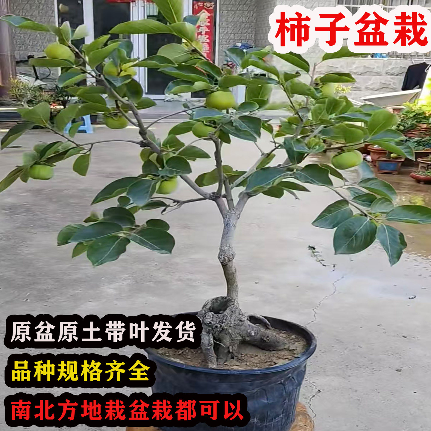 嫁接脆甜柿子树苗矮化盆栽柿子树苗地栽当年结果南北方种植果树苗