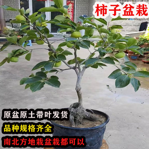 嫁接脆甜柿子树矮化盆栽柿子树苗