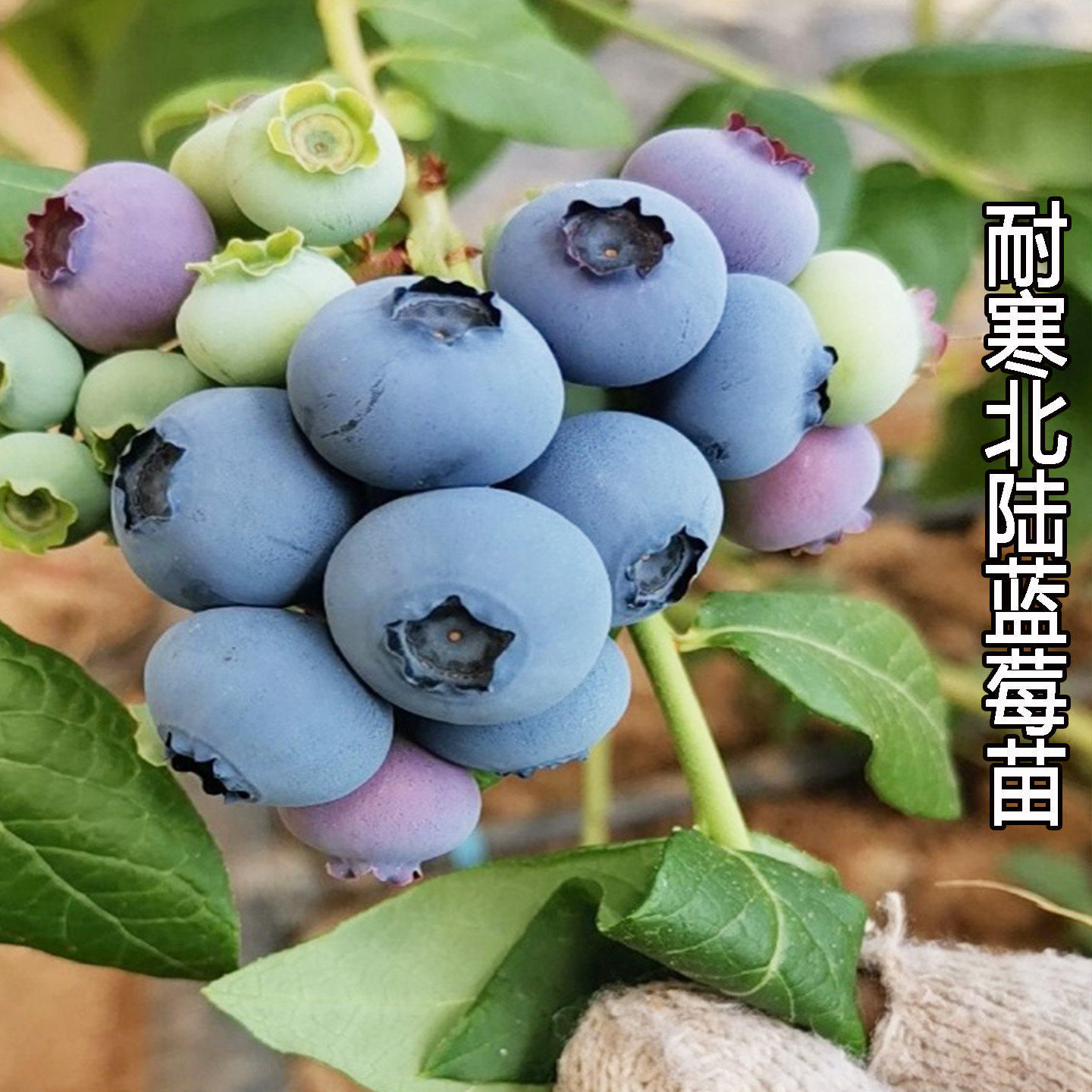 耐寒北陆蓝莓树果苗特大号北高丛蓝莓苗阳台盆栽庭院地栽当年结果
