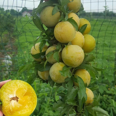 嫁接特大蜂糖李子树苗大果苗南北方盆栽地栽庭院种植当年结果包邮