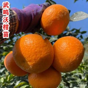 嫁接广西武鸣沃柑橘子树苗无籽无核柑橘子树苗盆栽地栽南北方种植