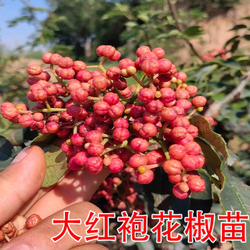 正宗地栽花椒苗四季栽植