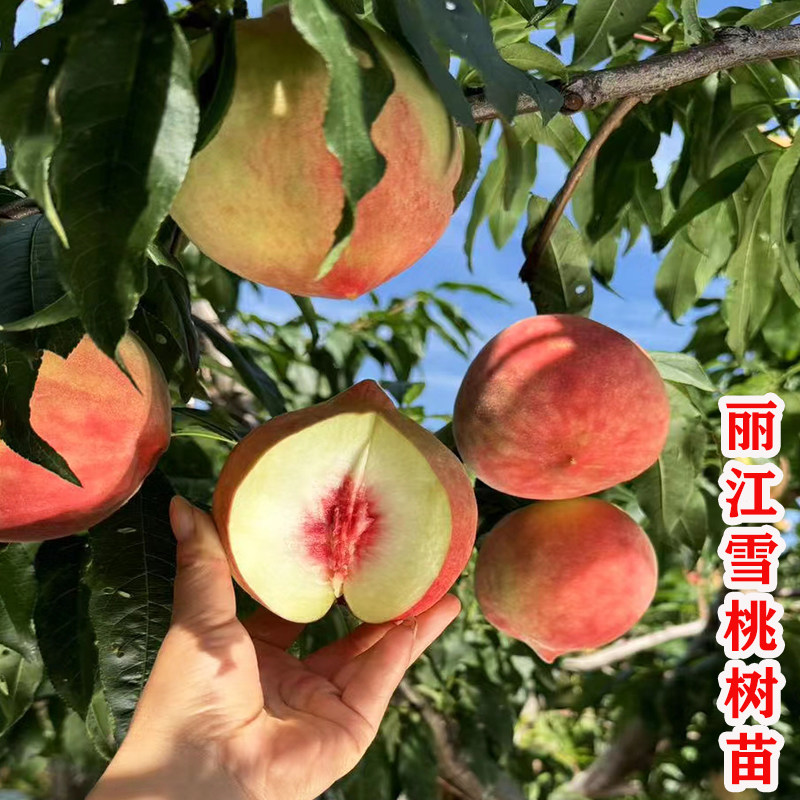 正宗丽江雪桃树苗嫁接脆甜冬桃子树苗南北方种植地栽盆栽当年结果