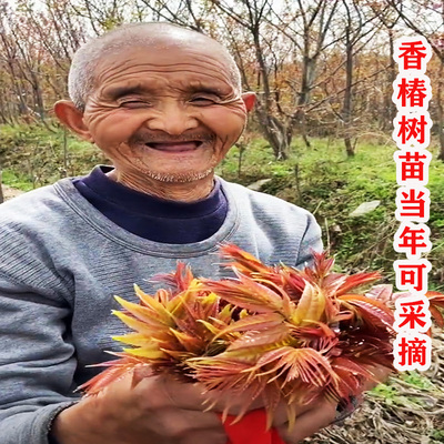 红油绿油香椿苗特大食用苗