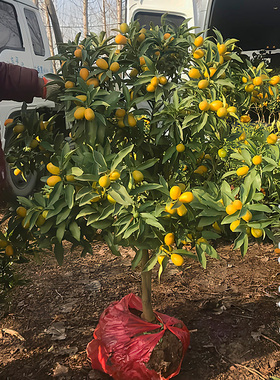 四季金桔苗树苗可食用脆皮金桔树苗带果大盆栽地栽树苗室内外果树