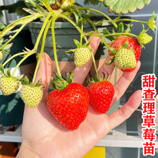 四季 纯甜甜查理草莓苗秧新苗原盆原土盆栽地栽草莓苗阳台当年结果