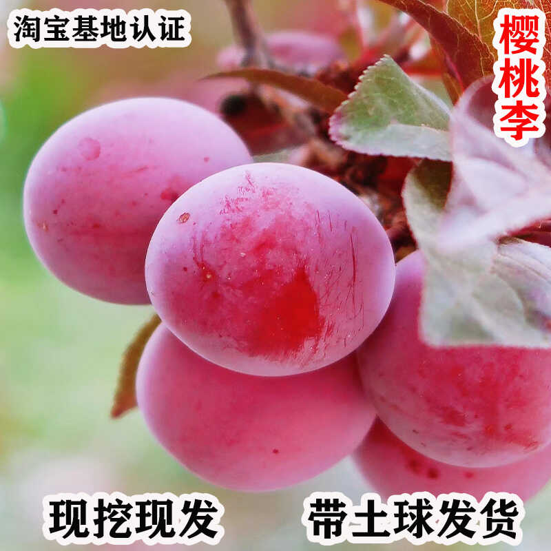 南北方种植当年结果庭院大树苗