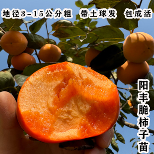 正宗阳丰脆甜带土球水果柿子苗树庭院果树无籽甜柿树苗南北方种植