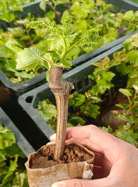 带果巨峰阳光玫瑰玫瑰香寒香蜜苗