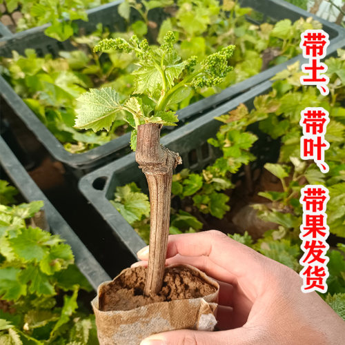 带果巨峰阳光玫瑰玫瑰香寒香蜜苗