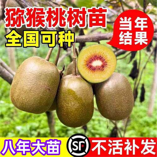 嫁接红心猕猴桃苗雌雄同体