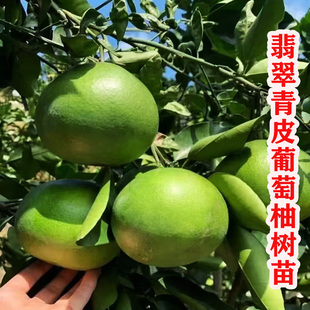 嫁接青皮葡萄柚子树苗葡萄柚子树大树盆栽地栽南北方种植果树果苗