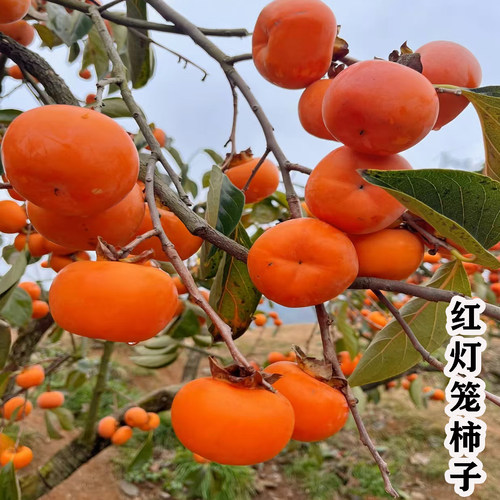 特大号柿子树果苗庭院果树大树火晶磨盘红灯笼柿子树甜脆柿子苗树