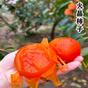 火晶柿子苗树水果柿子甜柿子树果苗庭院果树耐寒柿子树南北方种植