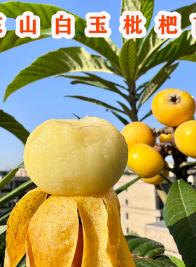 苏州东山白玉枇杷树苗嫁接无核白玉枇杷苗树盆栽地栽南北方种植苗