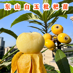 苏州东山白玉枇杷树苗嫁接无核白玉枇杷苗树盆栽地栽南北方种植苗