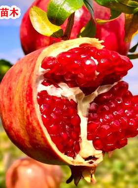 嫁接矮化石榴树树苗特大突尼斯蒙自软籽石榴树苗盆栽地栽庭院种植