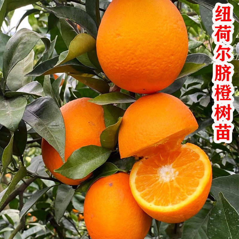 纽荷尔脐橙树苗嫁接特大橙子树苗南北方庭院种植盆栽地栽当年结果