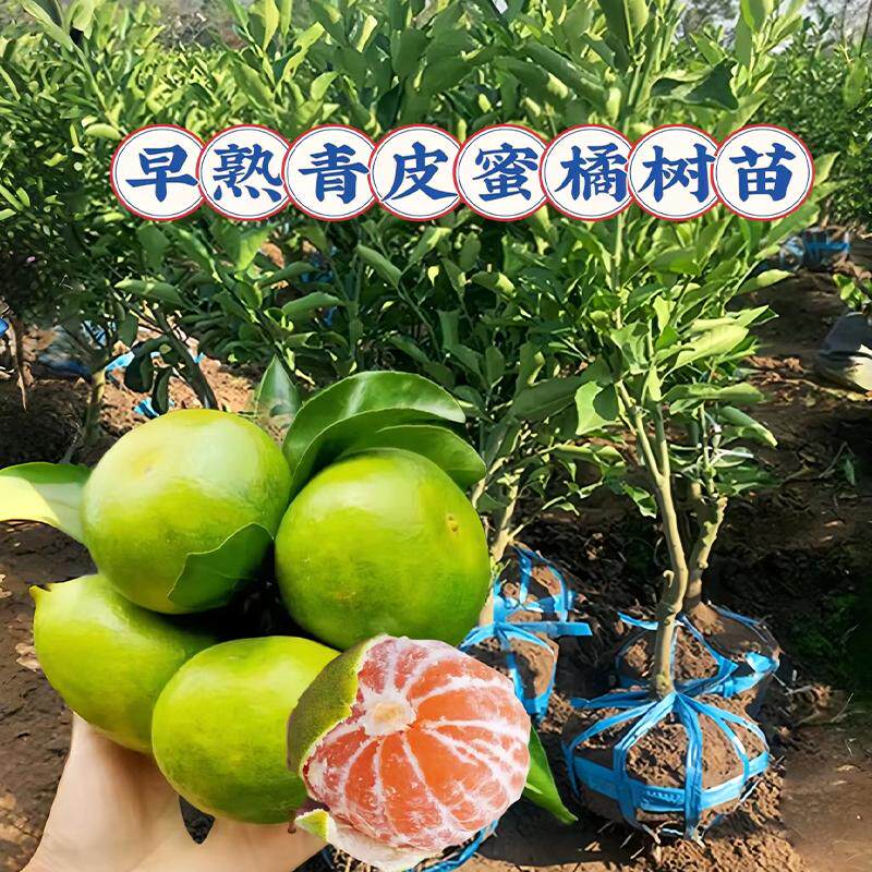 新品种特大早熟青皮蜜橘树苗嫁接清香蜜橘树苗盆栽地栽南北方种植