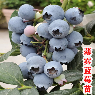 薄雾蓝莓树果苗耐寒大果蓝莓树苗