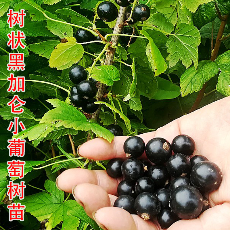 耐寒耐旱不爬藤黑加仑树状小葡萄树苗南北方种植地栽盆栽当年结果