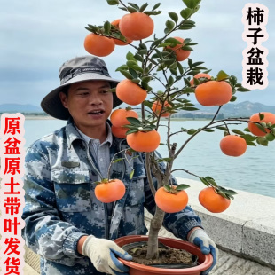 耐寒柿子树苗矮化盆栽脆甜柿子树苗原盆原土带叶南方北方庭院种植