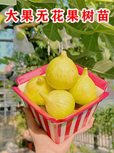 四季金傲芬无花果苗当年结果