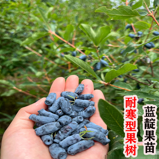带叶带盆耐寒蓝靛果树苗羊奶子果黑瞎子果山茄子果树苗南北方种植