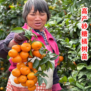 嫁接砂糖橘子苗树红美人无籽柑桔橘子树苗南北方种植盆栽地栽果树