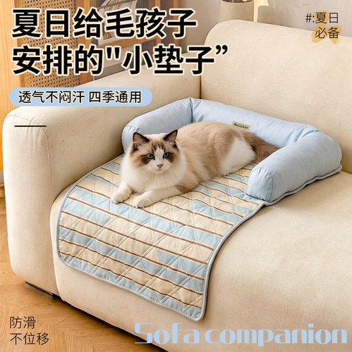 猫咪不抓沙发的秘密武器原来是它