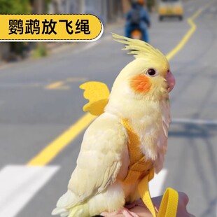鹦鹉外出牵引绳放飞溜鸟绳超轻虎皮牡丹玄凤专用遛鸟神器不伤脚环