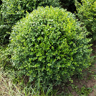 卫矛球 冬青树苗 大叶黄杨苗卫矛苗冬青小苗庭院绿化常青绿篱植物