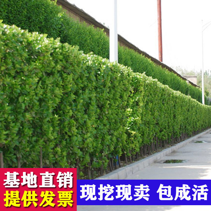 庭院别墅绿篱大叶冬青道路小区绿化冬青冬青球盆栽大叶黄杨球耐寒