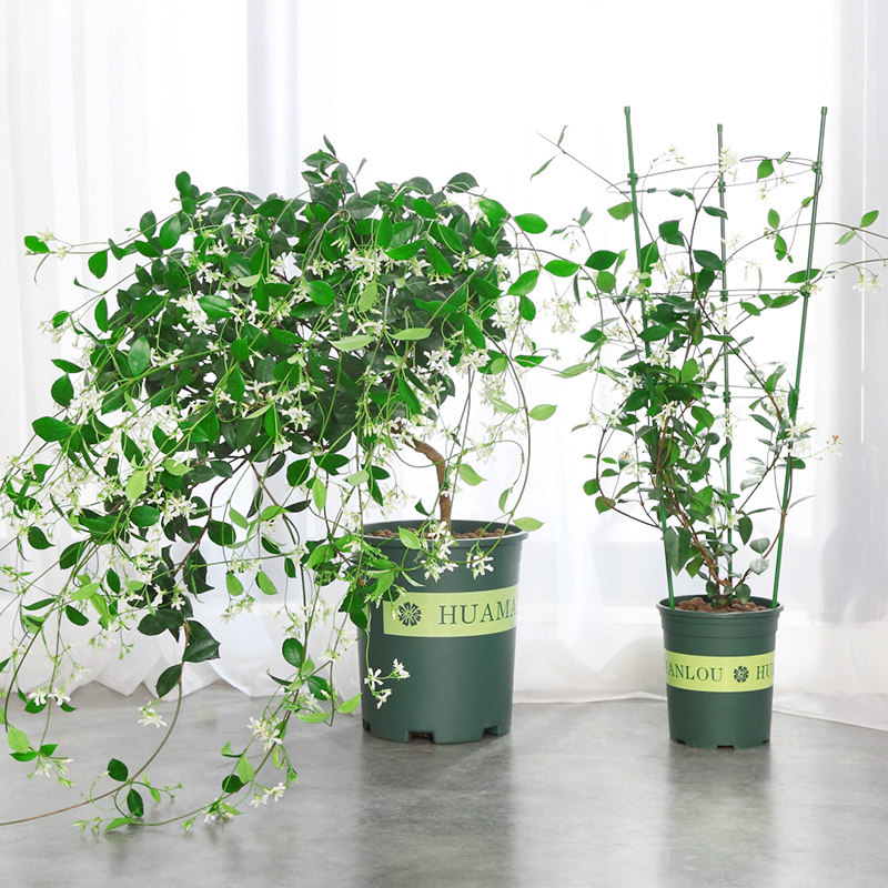 银丝茉莉风车茉莉爬藤植物意大利络石藤四季常青盆栽绿植浓香花卉