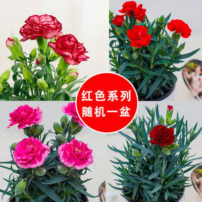 康乃馨盆栽花带花苞室内阳台庭院