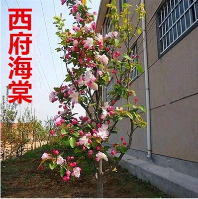 西府海棠树苗庭院耐寒植物室外地栽四季开花北美垂丝海棠盆栽花卉