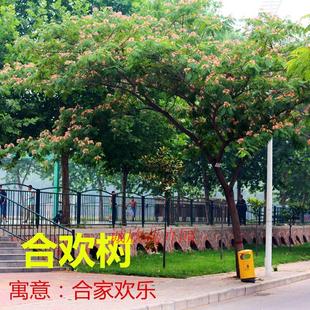合欢树苗芙蓉树苗绒花树银叶金合欢花树苗树木庭院南北方种植盆栽