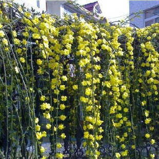 迎春花树苗盆景高杆探春花庭院盆栽攀援爬藤垂吊花卉报春花植物